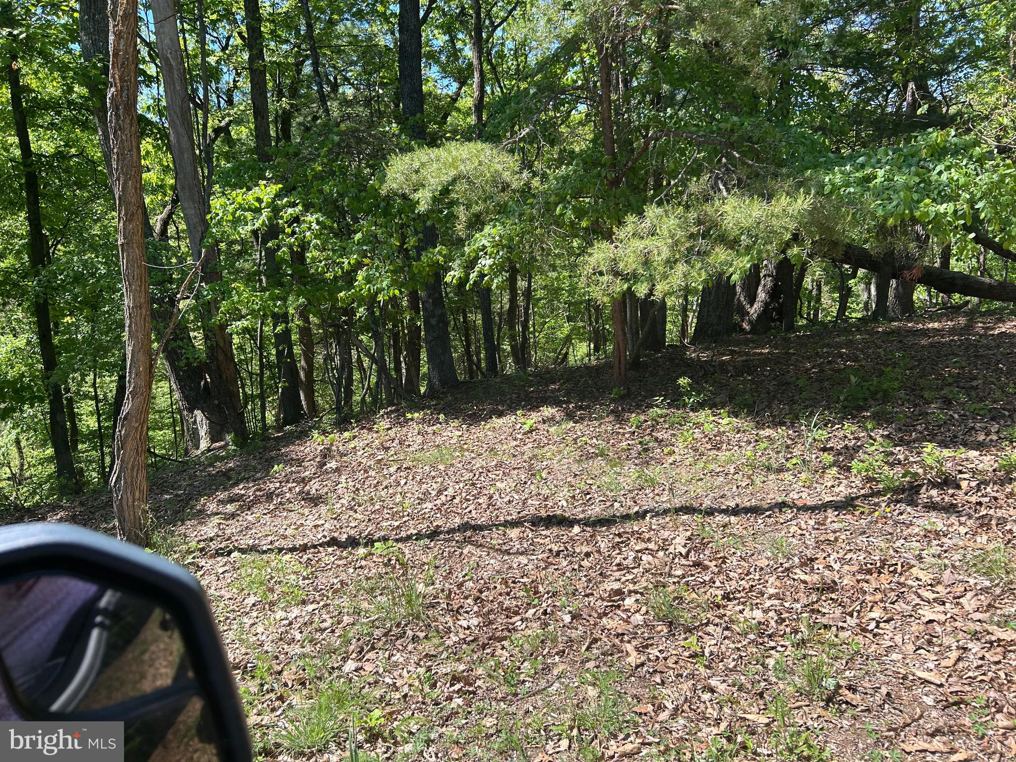 South Timber Ridge Road Cross Junction, VA 22625 - Photo 21 of 32 a view of a yard with plants and trees