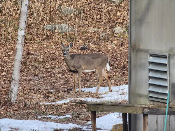 $525,000 | 57 Oak Lane, Jamaica, VT 05343