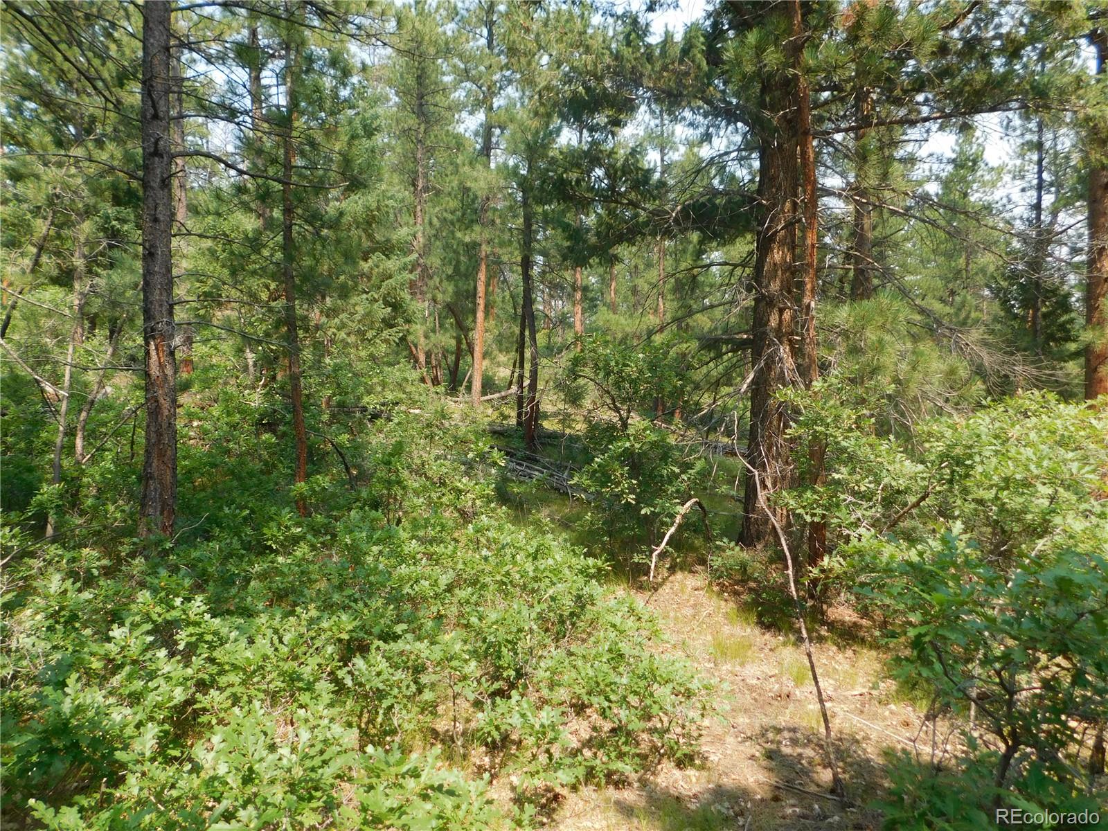 4356 Elati Road Larkspur, CO 80118 - Photo 15 of 40