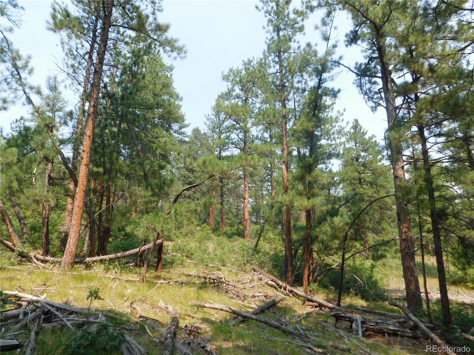 4356 Elati Road Larkspur, CO 80118 - Photo 16 of 40