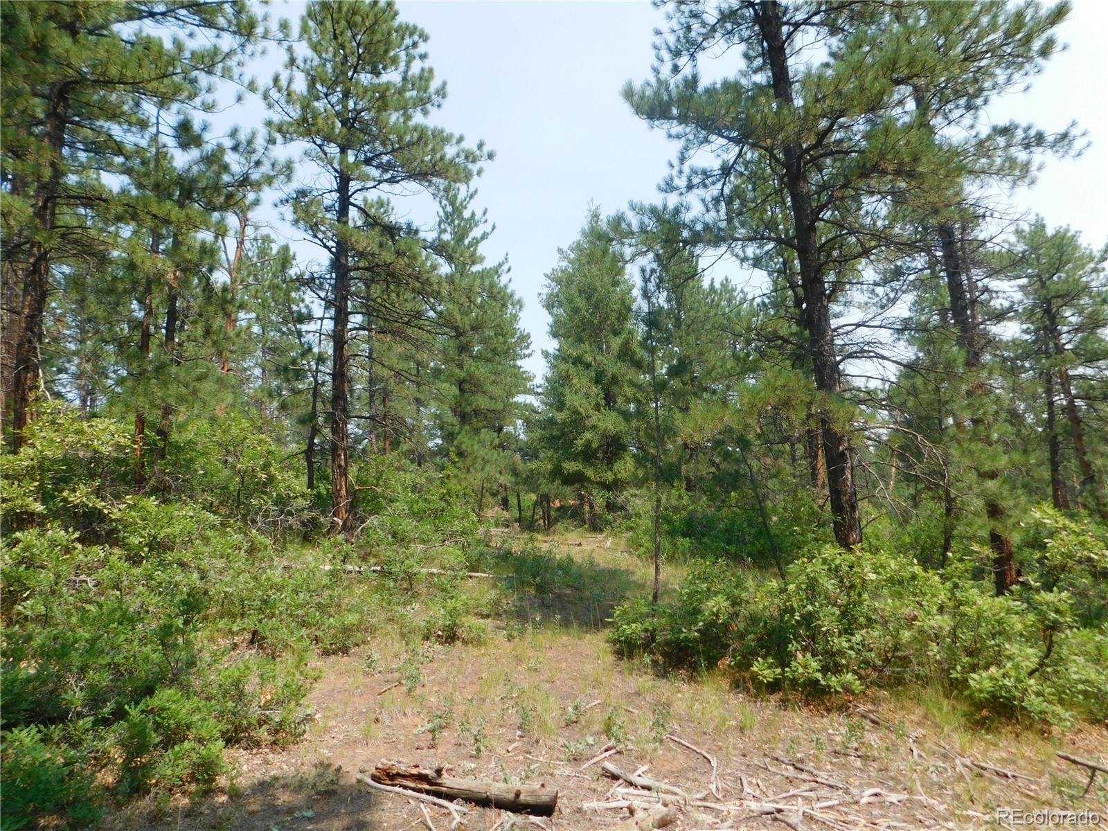 4356 Elati Road Larkspur, CO 80118 - Photo 19 of 40