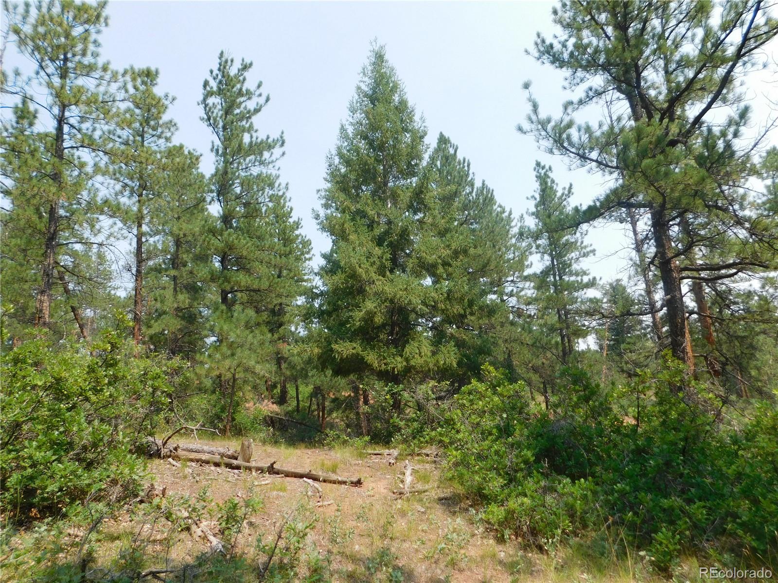 4356 Elati Road Larkspur, CO 80118 - Photo 21 of 40