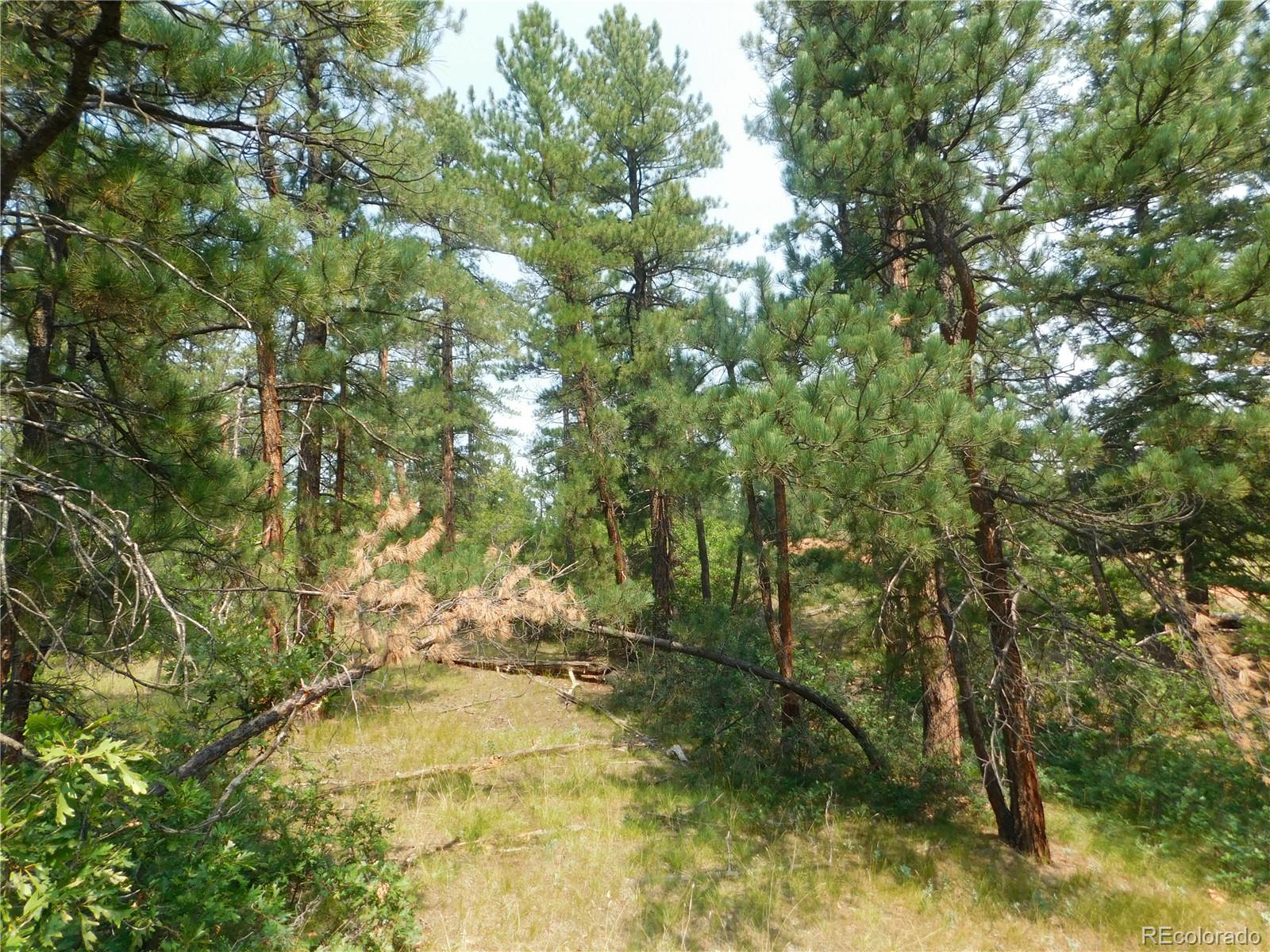 4356 Elati Road Larkspur, CO 80118 - Photo 22 of 40