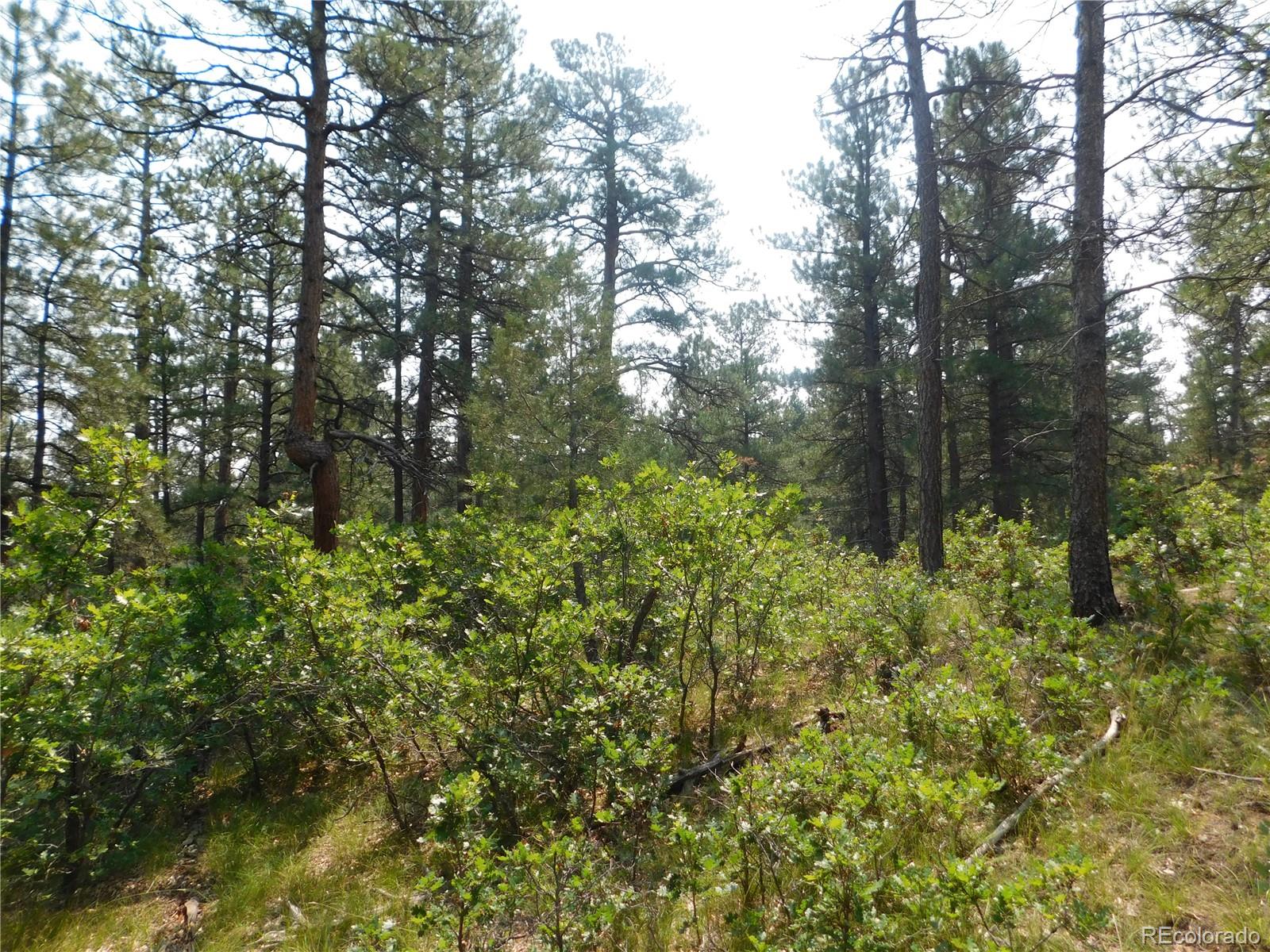 4356 Elati Road Larkspur, CO 80118 - Photo 24 of 40