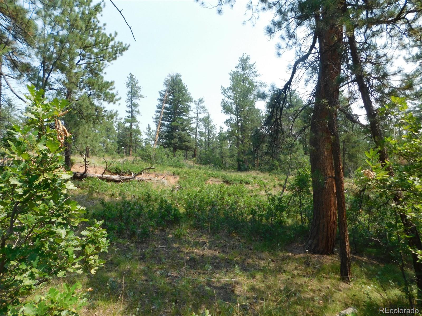 4356 Elati Road Larkspur, CO 80118 - Photo 25 of 40