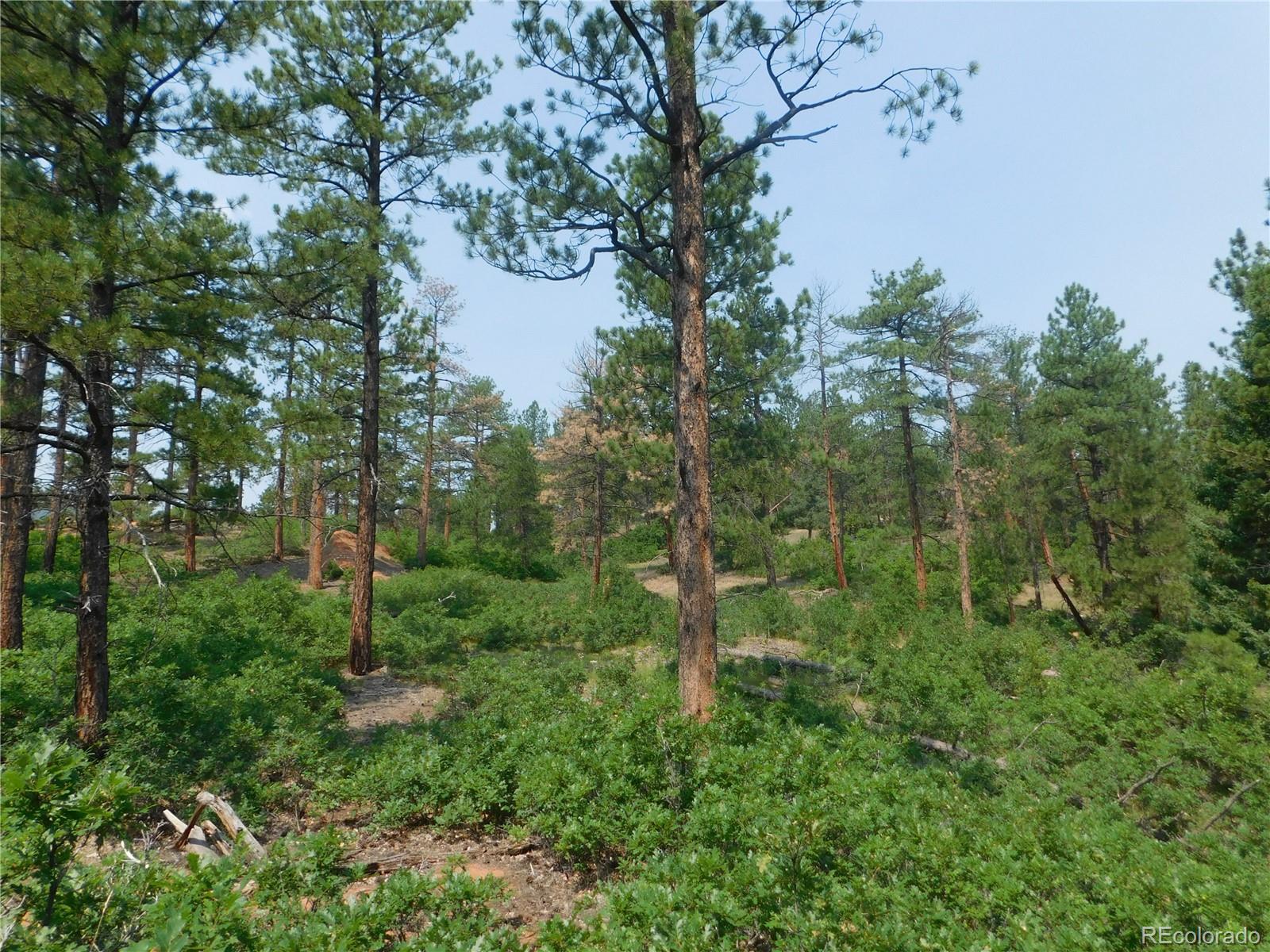 4356 Elati Road Larkspur, CO 80118 - Photo 3 of 40