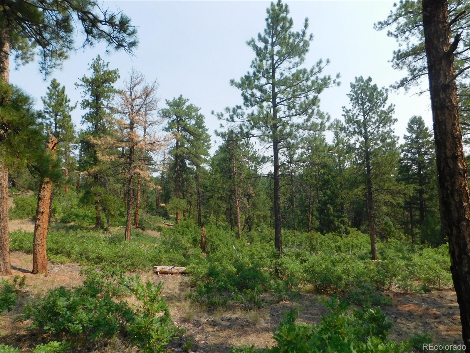 4356 Elati Road Larkspur, CO 80118 - Photo 36 of 40