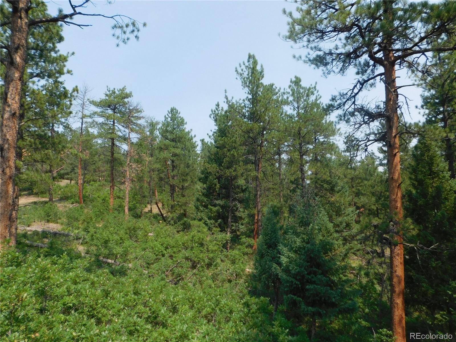 4356 Elati Road Larkspur, CO 80118 - Photo 4 of 40