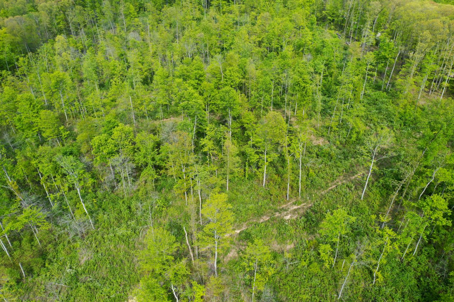 1 Highway 52 Gilbert, WV 25621 - Photo 11 of 25