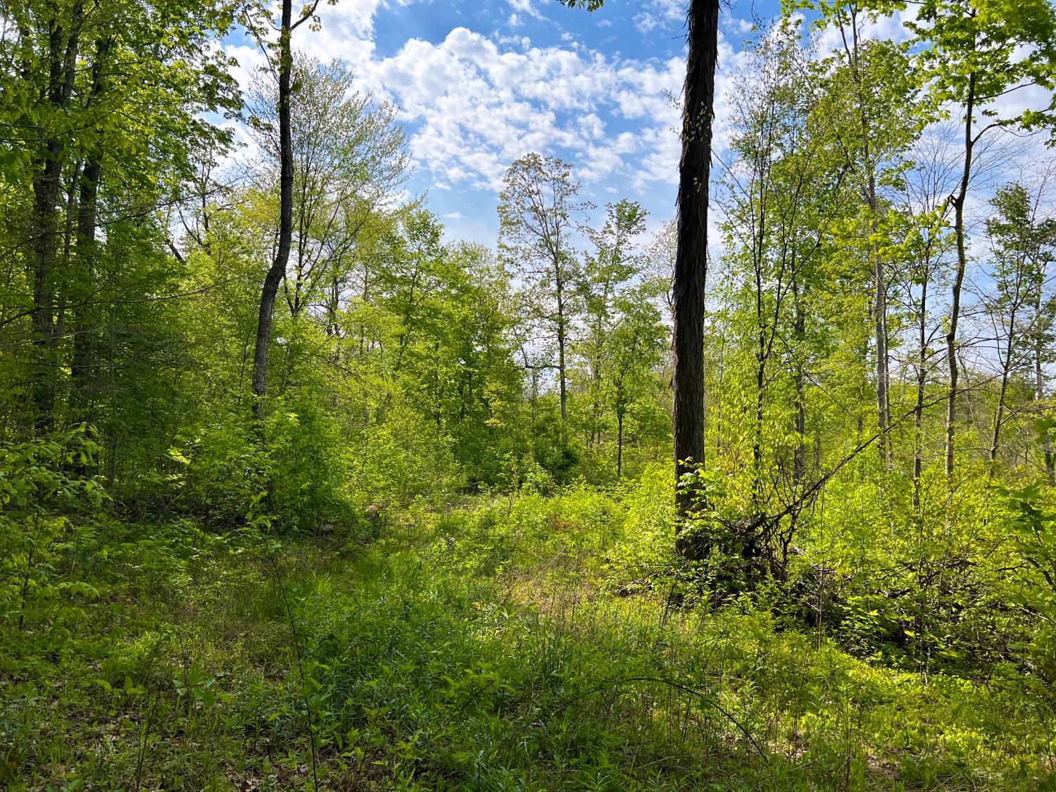 1 Highway 52 Gilbert, WV 25621 - Photo 16 of 25