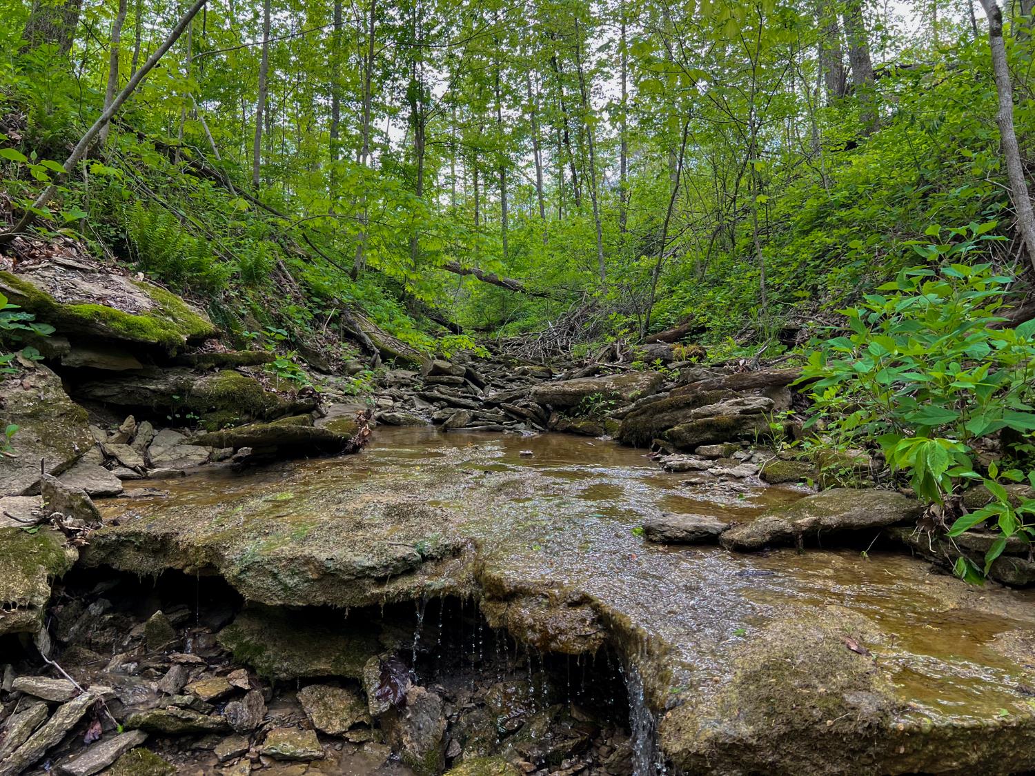 1 Highway 52 Gilbert, WV 25621 - Photo 2 of 25
