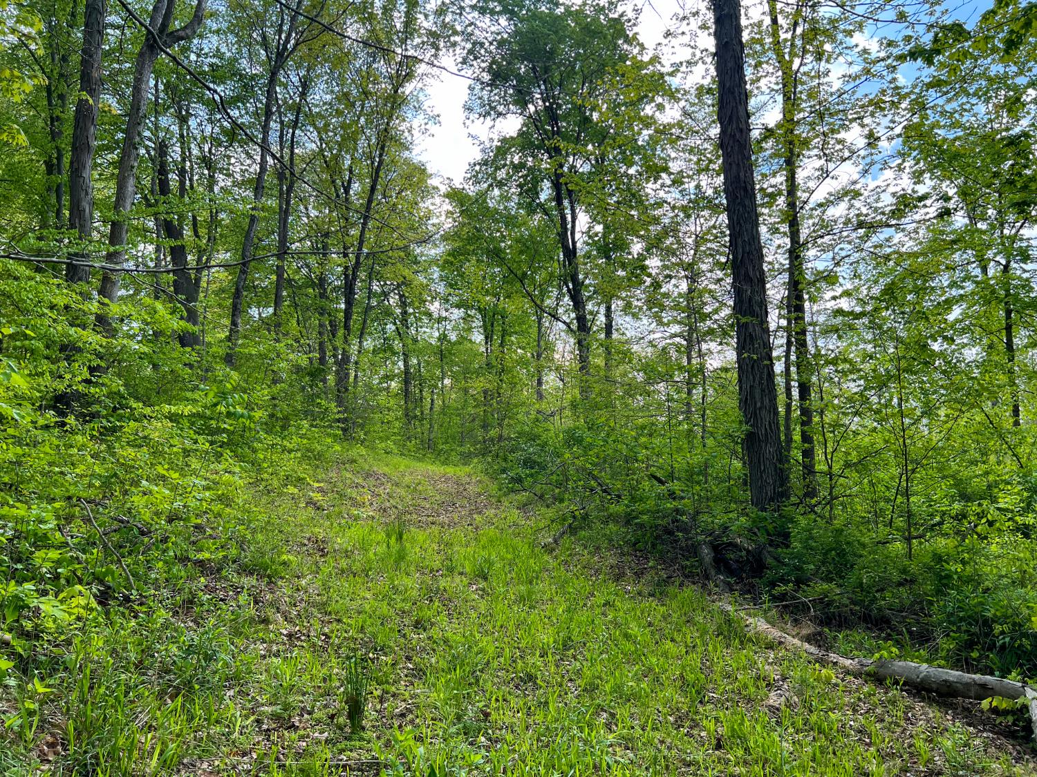 1 Highway 52 Gilbert, WV 25621 - Photo 4 of 25