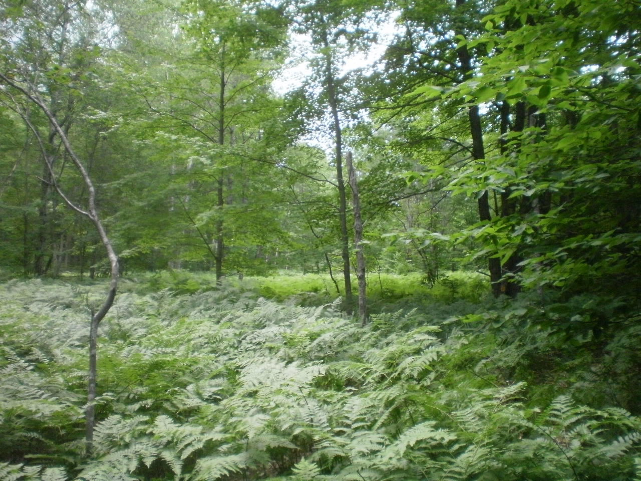 10-acres Teton Ridge Road Gaylord, MI 49735 - Photo 1 of 8 Gallery Image 1