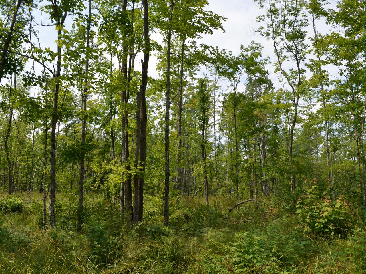 Four Mile Road Tomahawk, WI 54487 - Photo 12 of 20 Gallery Image 12