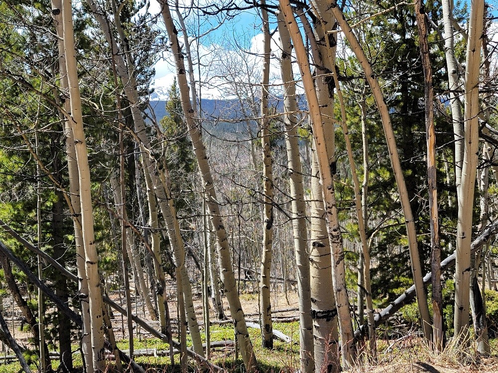 667 Ponderosa Road Fairplay, CO 80440 - Photo 11 of 31 Gallery Image 11