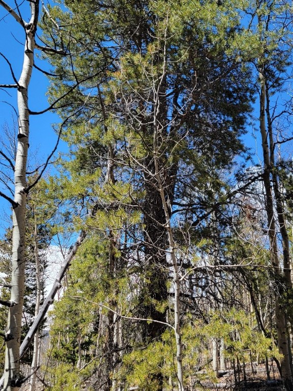 667 Ponderosa Road Fairplay, CO 80440 - Photo 20 of 31 Gallery Image 20