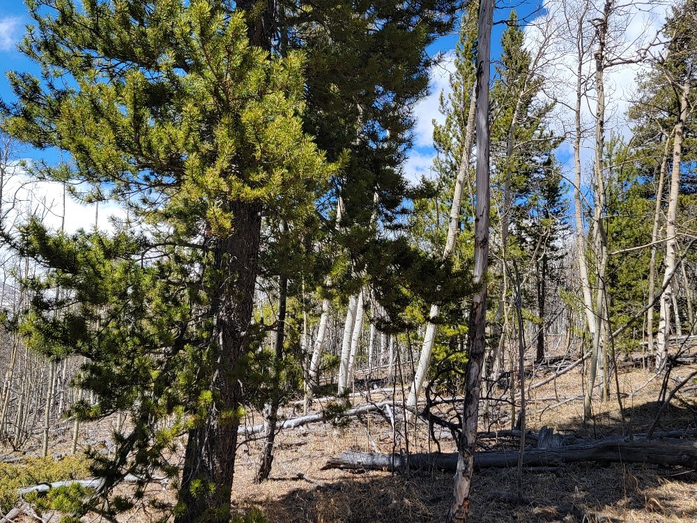 667 Ponderosa Road Fairplay, CO 80440 - Photo 23 of 31 Gallery Image 23