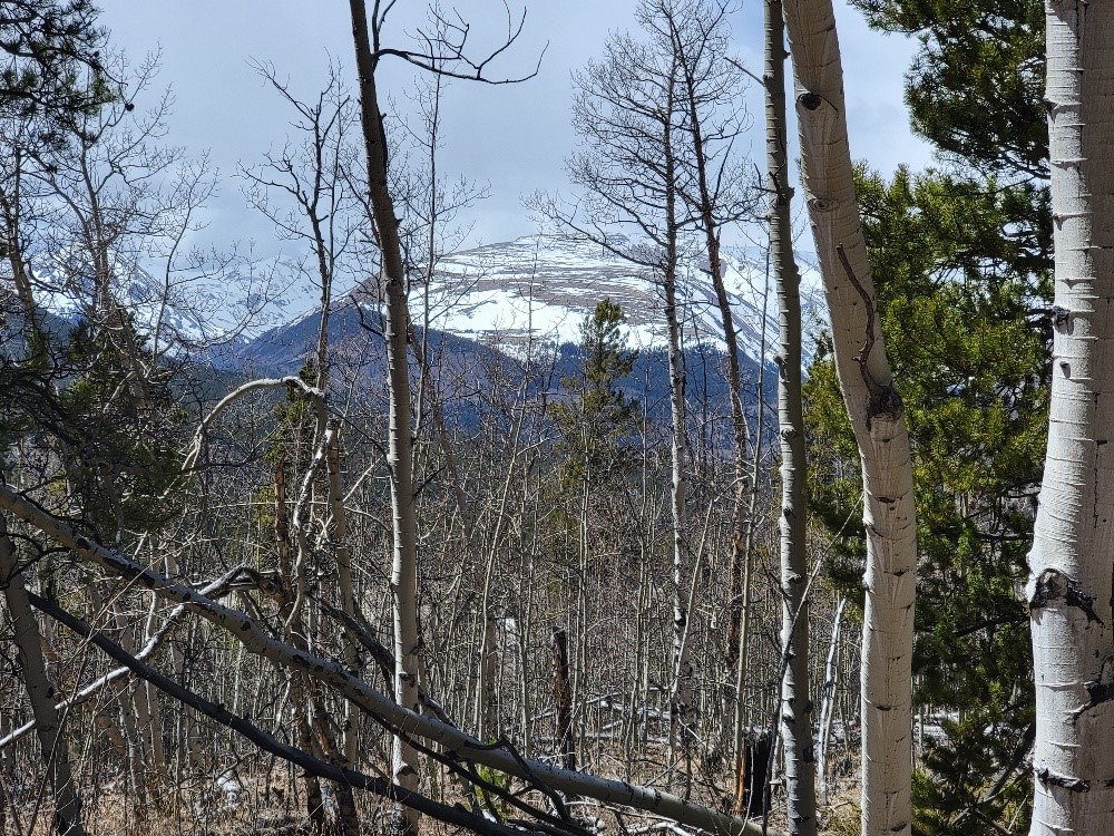 667 Ponderosa Road Fairplay, CO 80440 - Photo 9 of 31 Gallery Image 9