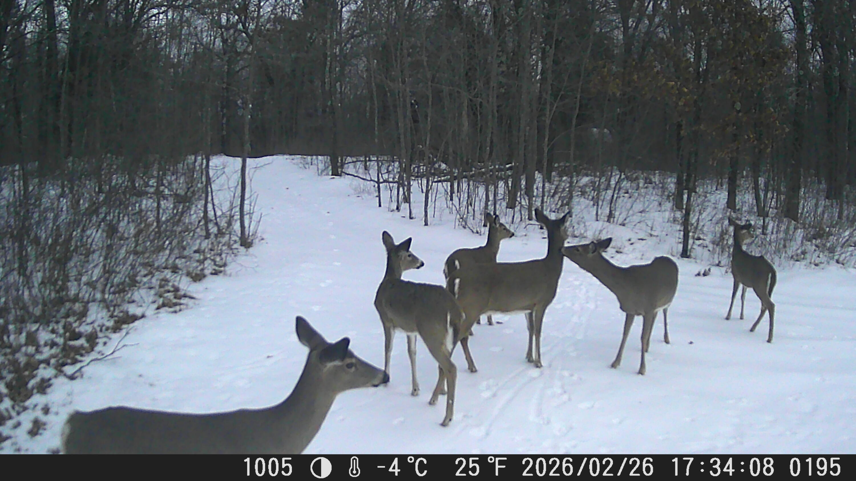 N10579 Deer Run Stephenson, WI 54104 - Photo 88 of 88 IMG_20260301_122438