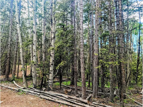 a view of a yard