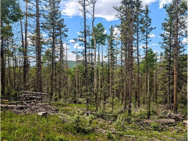 a view of a forest