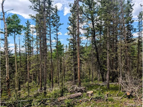 a view of a forest with trees