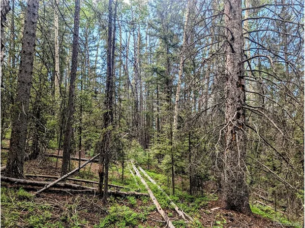 a view of forest