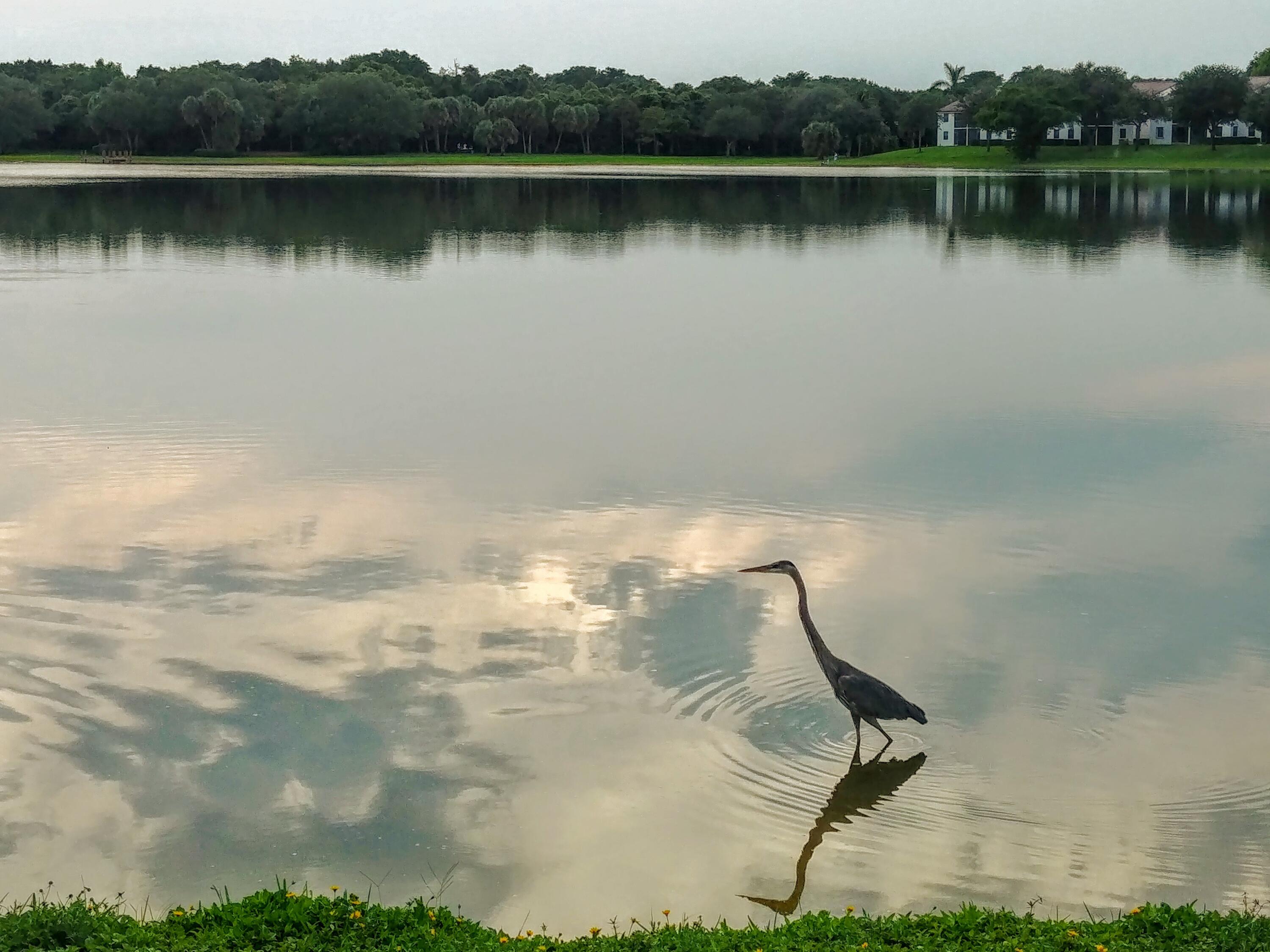 3130 Millwood Terrace, Unit 2160 Boca Raton, FL 33431 - Photo 30 of 34 Great Blue Heron Sunset