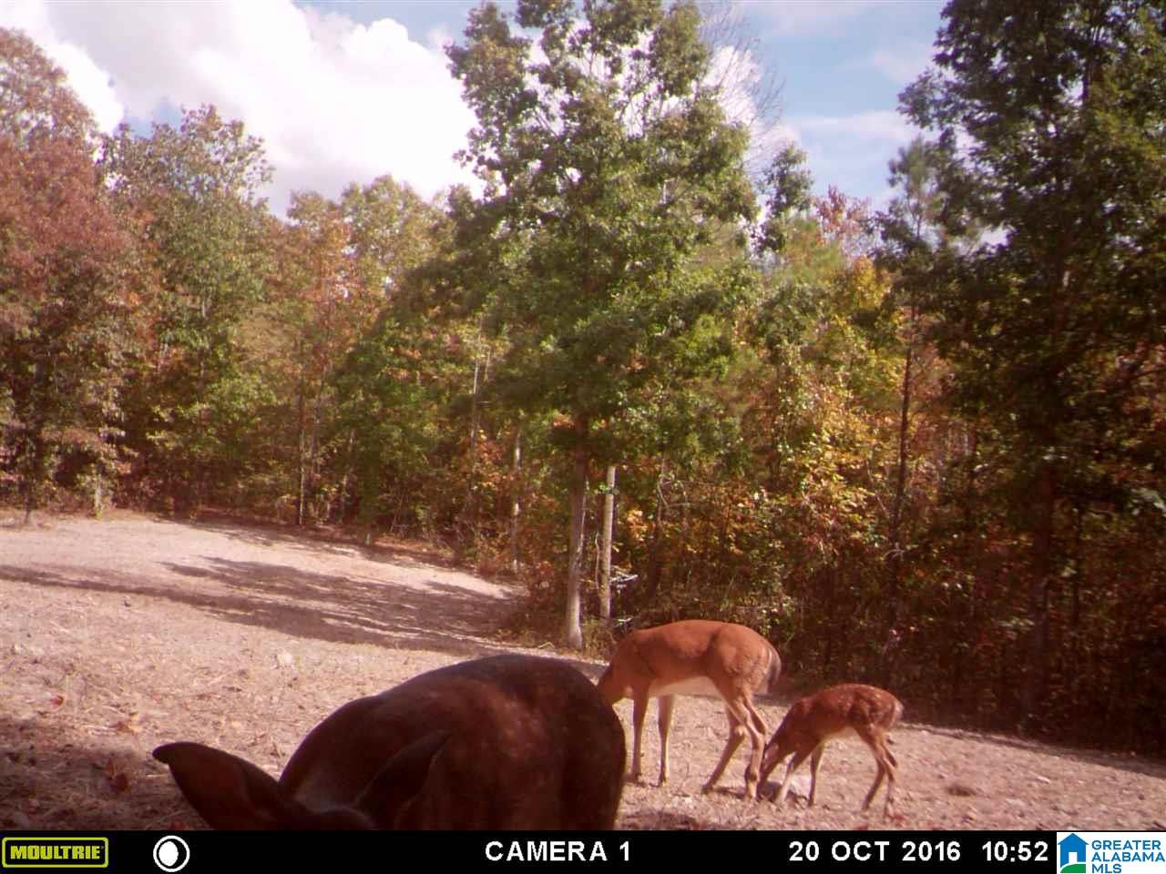 0 Carnes Chapel Road, Unit 113 Gallant, AL 35972 - Photo 6 of 32