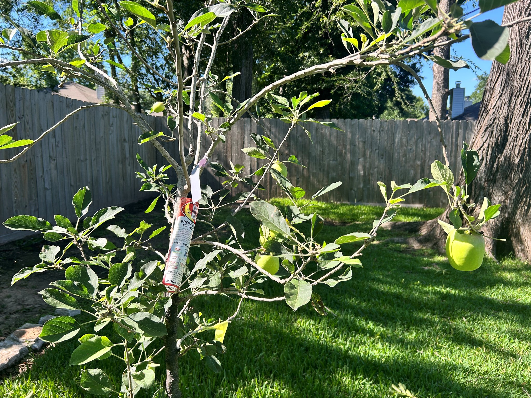 242 Sunset Path North Conroe, TX 77316 - Photo 5 of 37 YUM! FRESH APPLES IN YOUR OWN BACKYARD AT 242 N SUNSET PATH N.