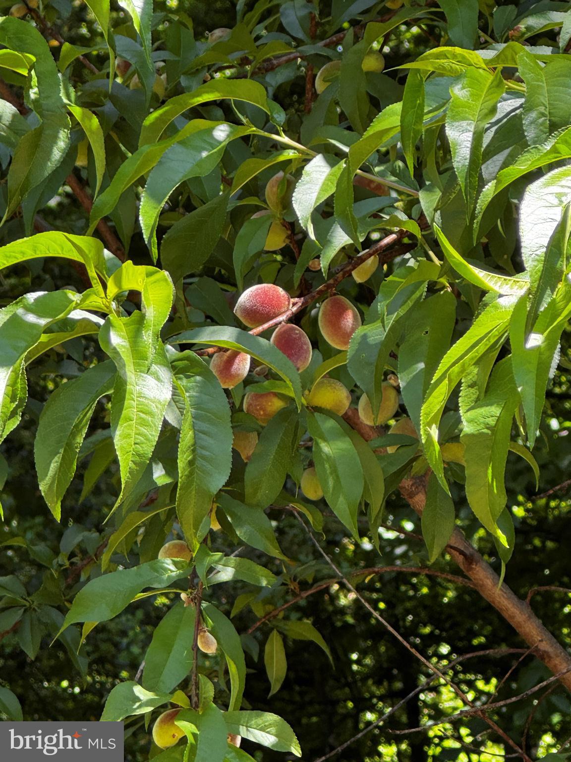3811 Bent Branch Road Falls Church, VA 22041 - Photo 13 of 50 Your very own Peach Tree !