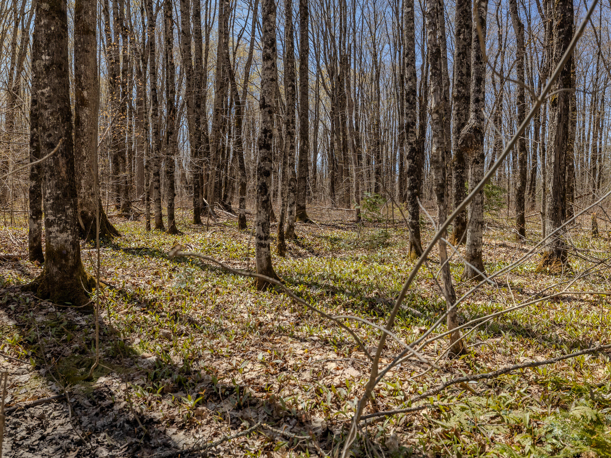 Lot3 East Shore Road Ewen, MI 49925 - Photo 17 of 25 048A2061-HDR