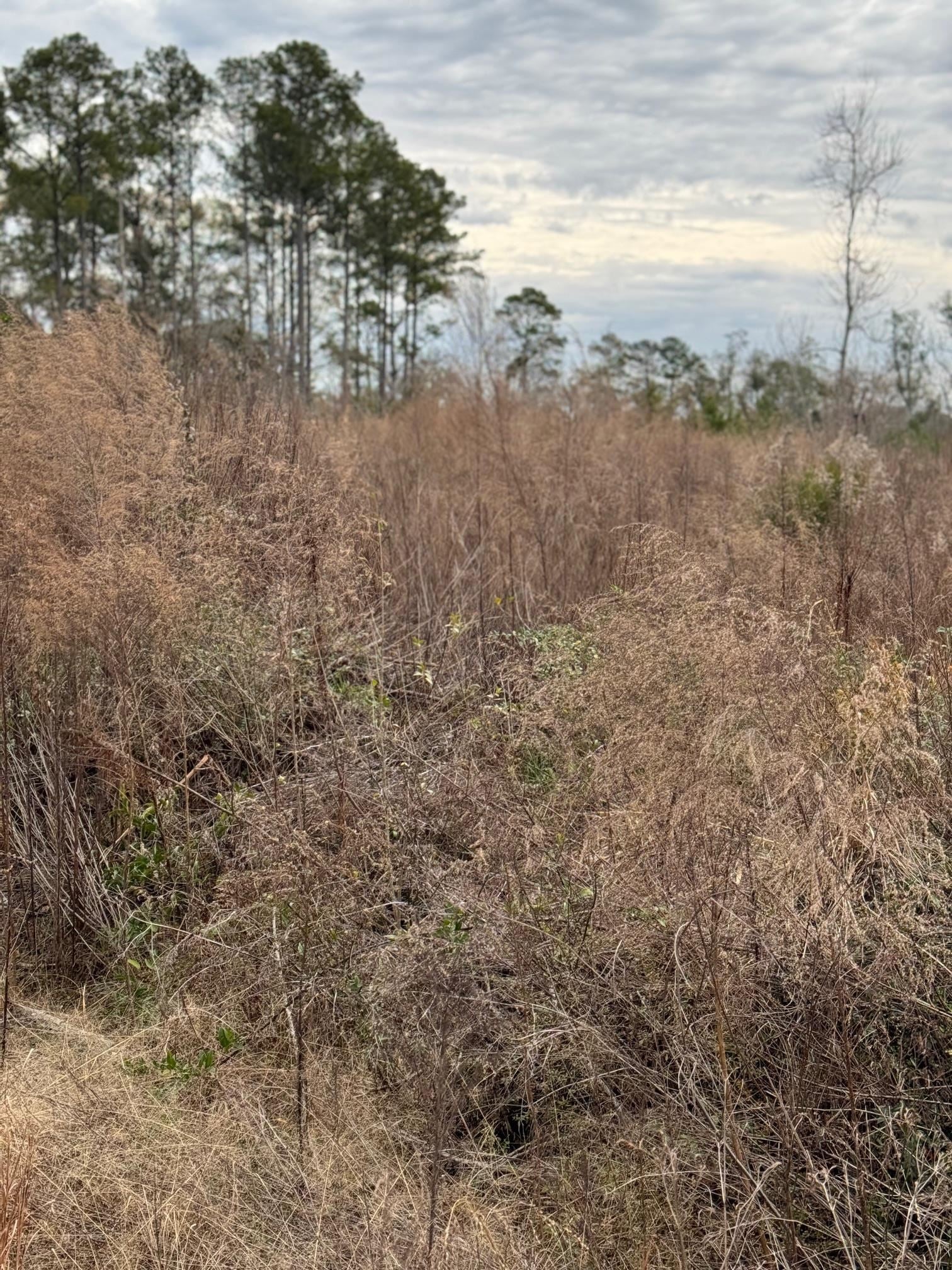 12-acres Cool Springs Road Opp, AL 36467 - Photo 5 of 6 Gallery Image 5