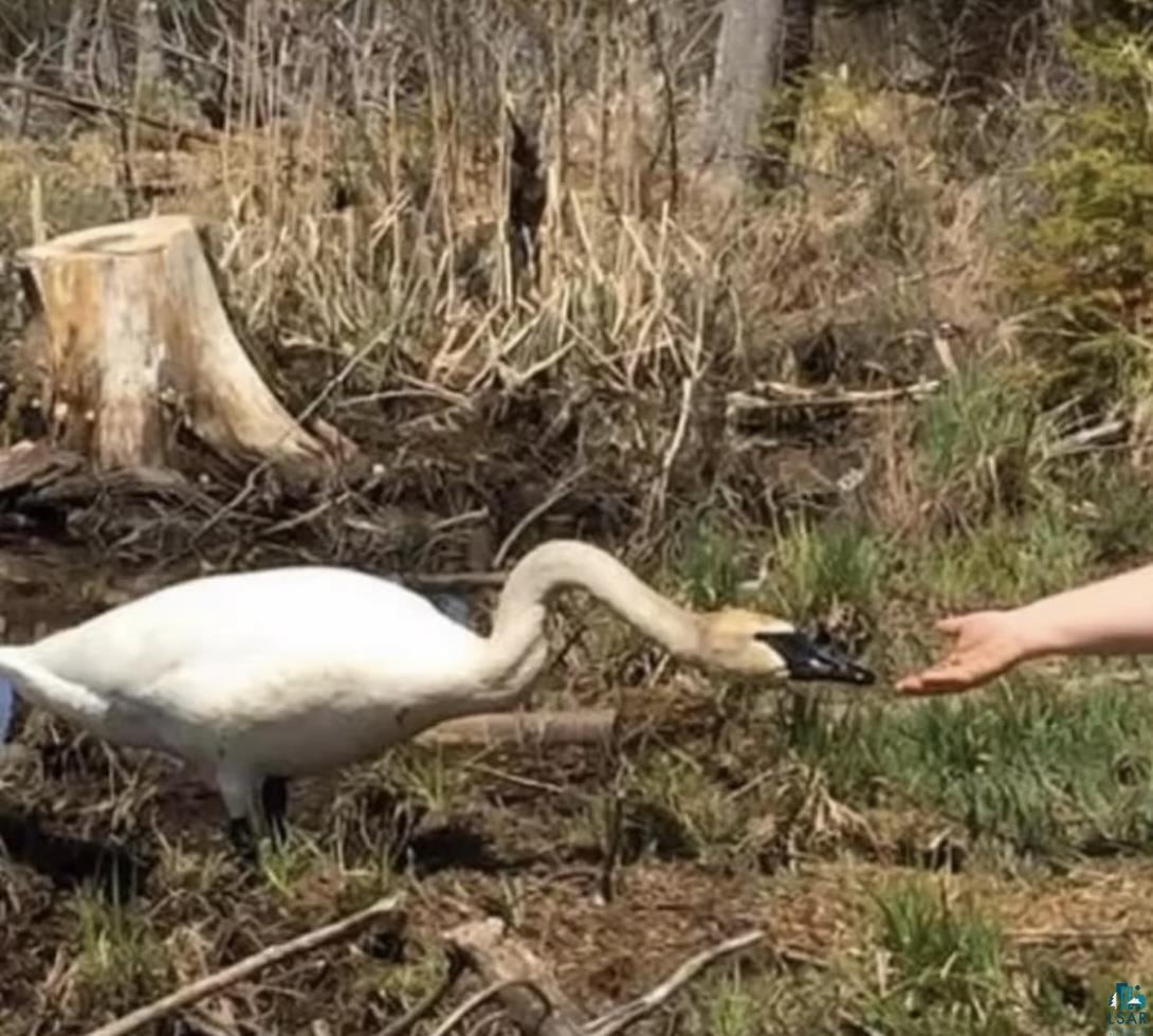 3158 God's Wilderness Road Silver Bay, MN 55614 - Photo 12 of 16