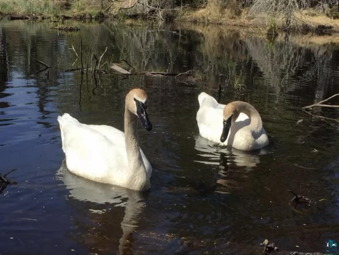 3158 God's Wilderness Road Silver Bay, MN 55614 - Photo 7 of 16