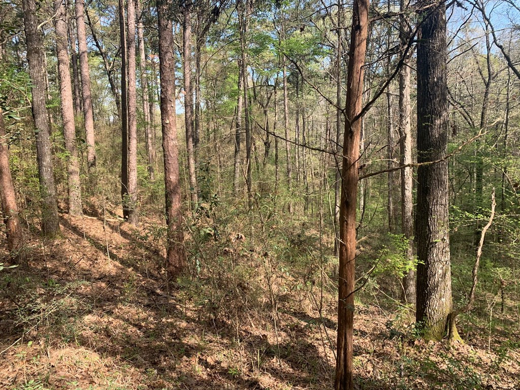 51 Cut-Off Road Silver Creek, MS 39663 - Photo 11 of 19 Photo 11