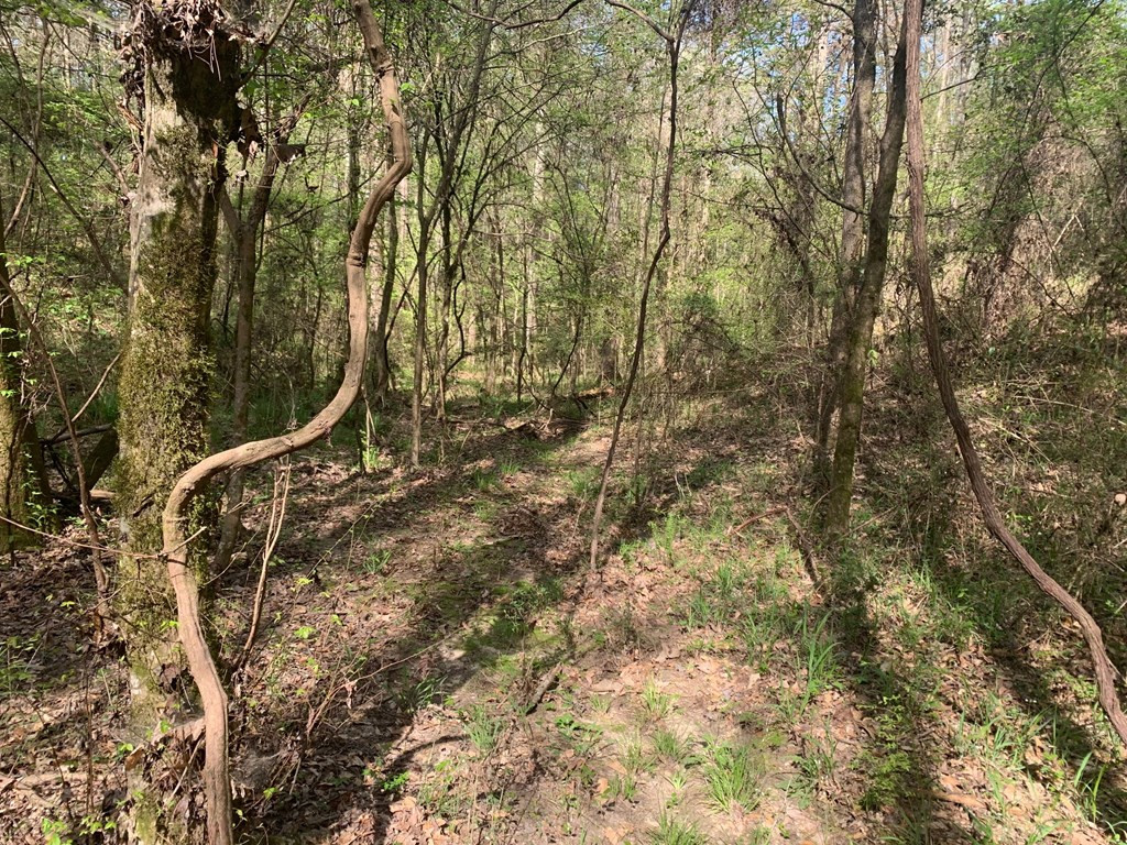 51 Cut-Off Road Silver Creek, MS 39663 - Photo 12 of 19 Photo 12