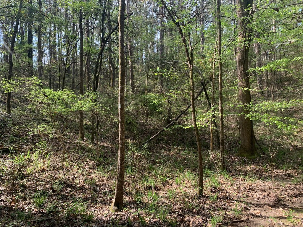 51 Cut-Off Road Silver Creek, MS 39663 - Photo 13 of 19 Photo 13