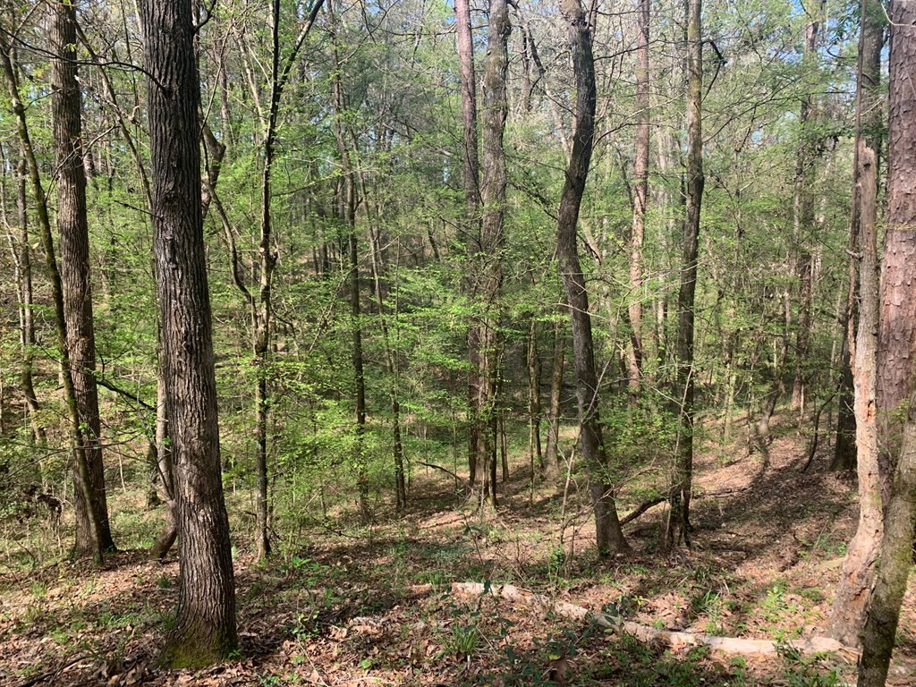 51 Cut-Off Road Silver Creek, MS 39663 - Photo 14 of 19 Photo 14