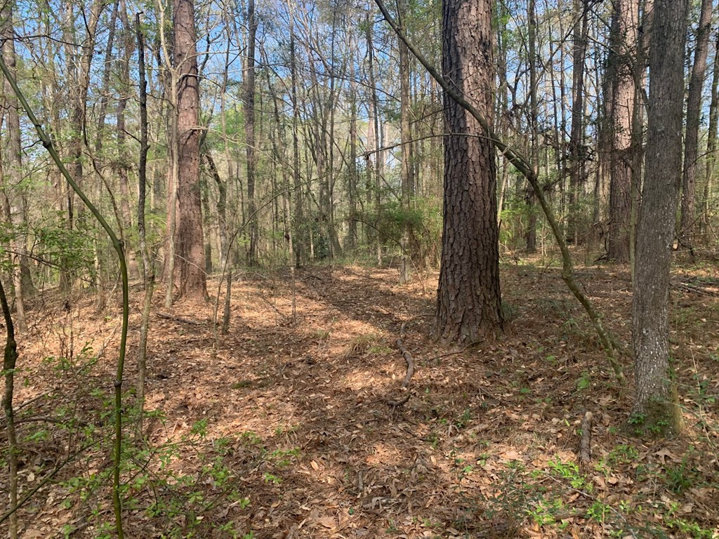 51 Cut-Off Road Silver Creek, MS 39663 - Photo 15 of 19 Photo 15