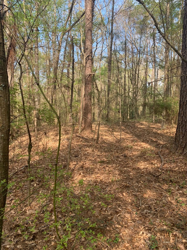 51 Cut-Off Road Silver Creek, MS 39663 - Photo 16 of 19 Photo 16