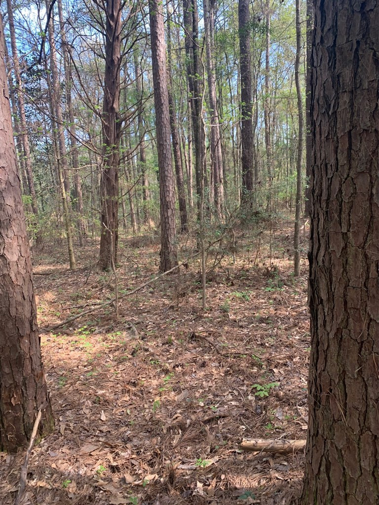 51 Cut-Off Road Silver Creek, MS 39663 - Photo 17 of 19 Photo 17