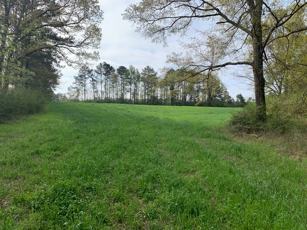 51 Cut-Off Road Silver Creek, MS 39663 - Photo 5 of 19 Photo 5