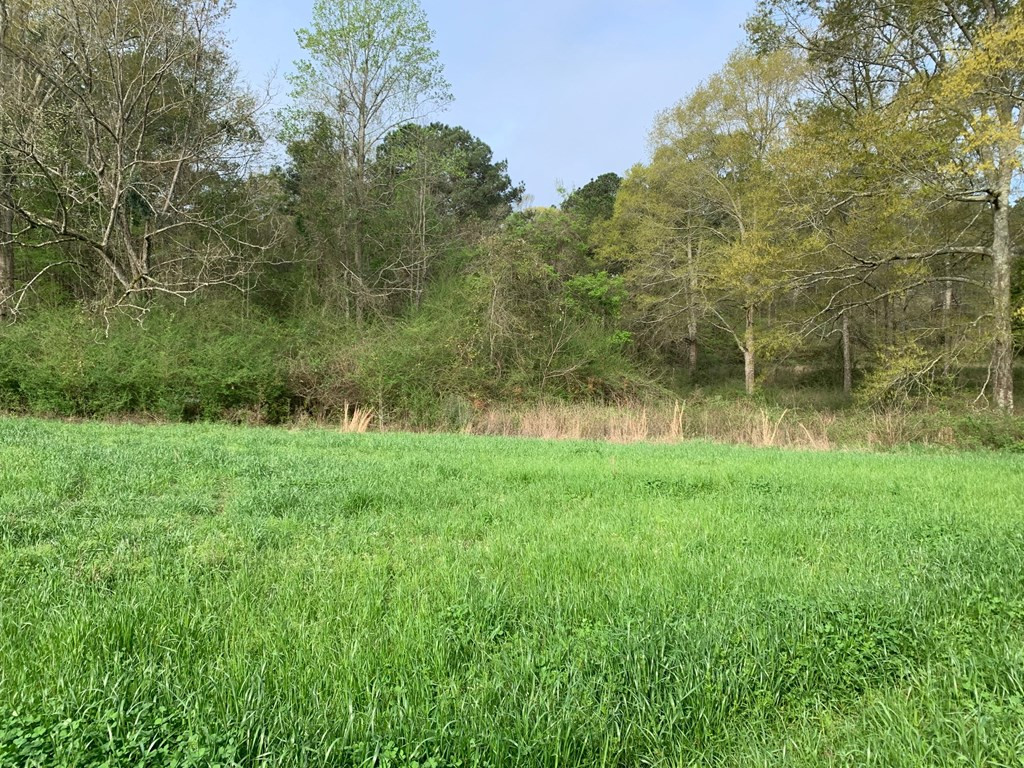 51 Cut-Off Road Silver Creek, MS 39663 - Photo 7 of 19 Photo 7