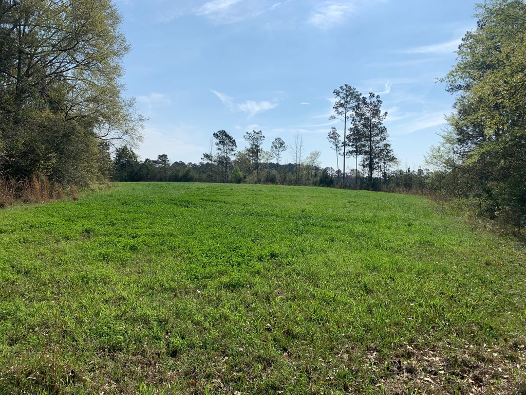 51 Cut-Off Road Silver Creek, MS 39663 - Photo 8 of 19 Photo 8