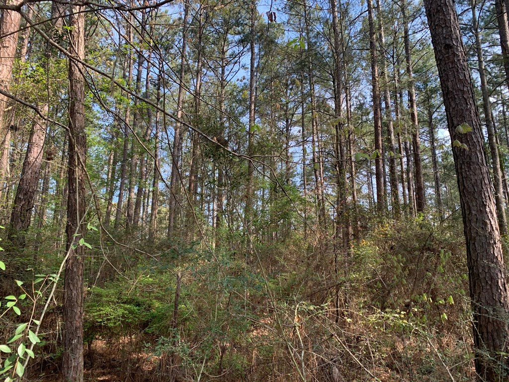 51 Cut-Off Road Silver Creek, MS 39663 - Photo 9 of 19 Photo 9
