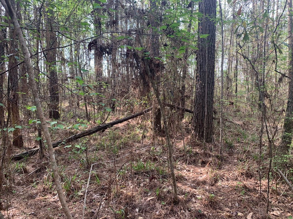 51 Cut-Off Road Silver Creek, MS 39663 - Photo 10 of 19 Photo 10