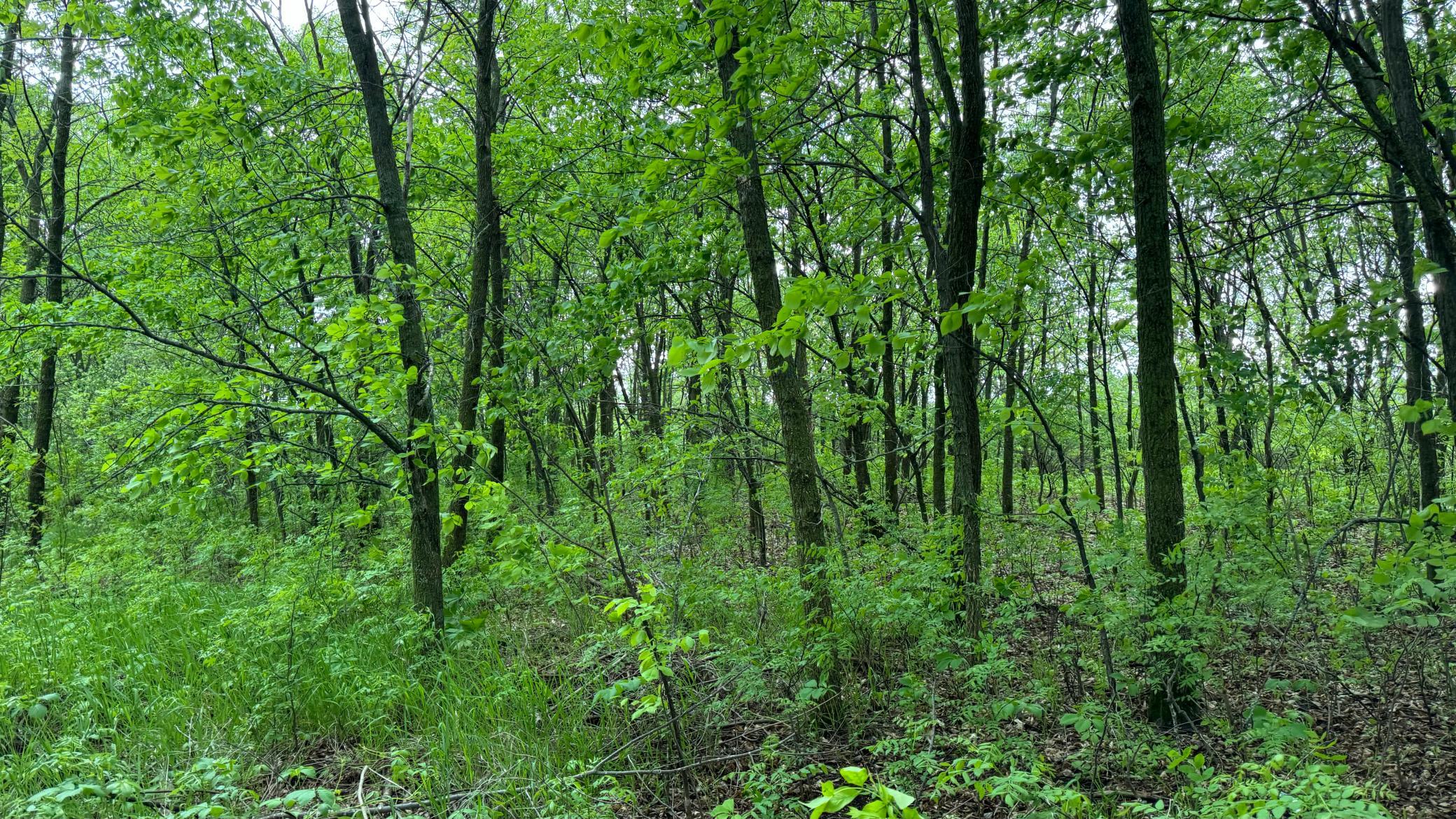 Lot 16 Sunset Strip Northwest Alexandria, MN 56308 - Photo 43 of 45