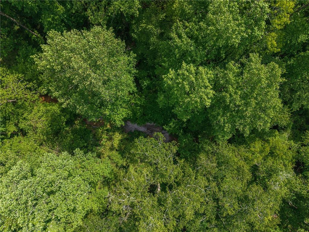 392 London Road Ball Ground, GA 30107 - Photo 50 of 53 a view of a lush green forest with lots of trees
