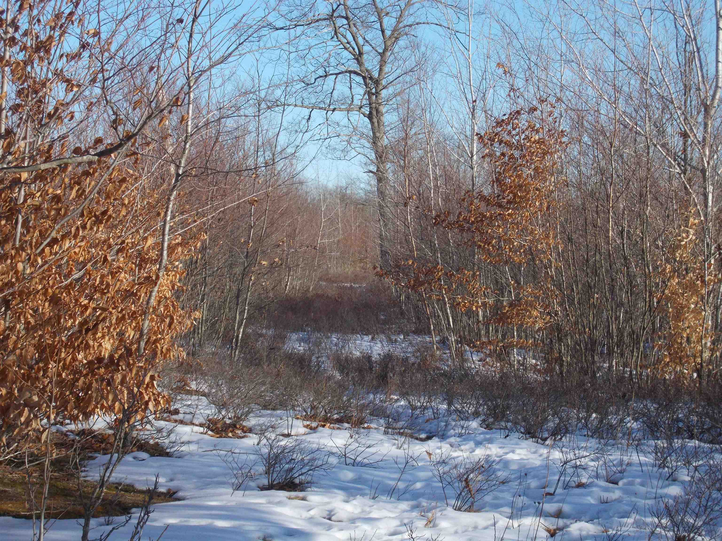 0 East County Line Road Whittemore, MI 48770 - Photo 6 of 22